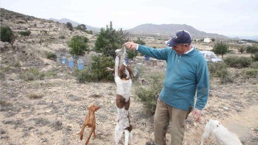 Castelló estrena la temporada de caza de conejos con perros y sin armas -  Levante-EMV