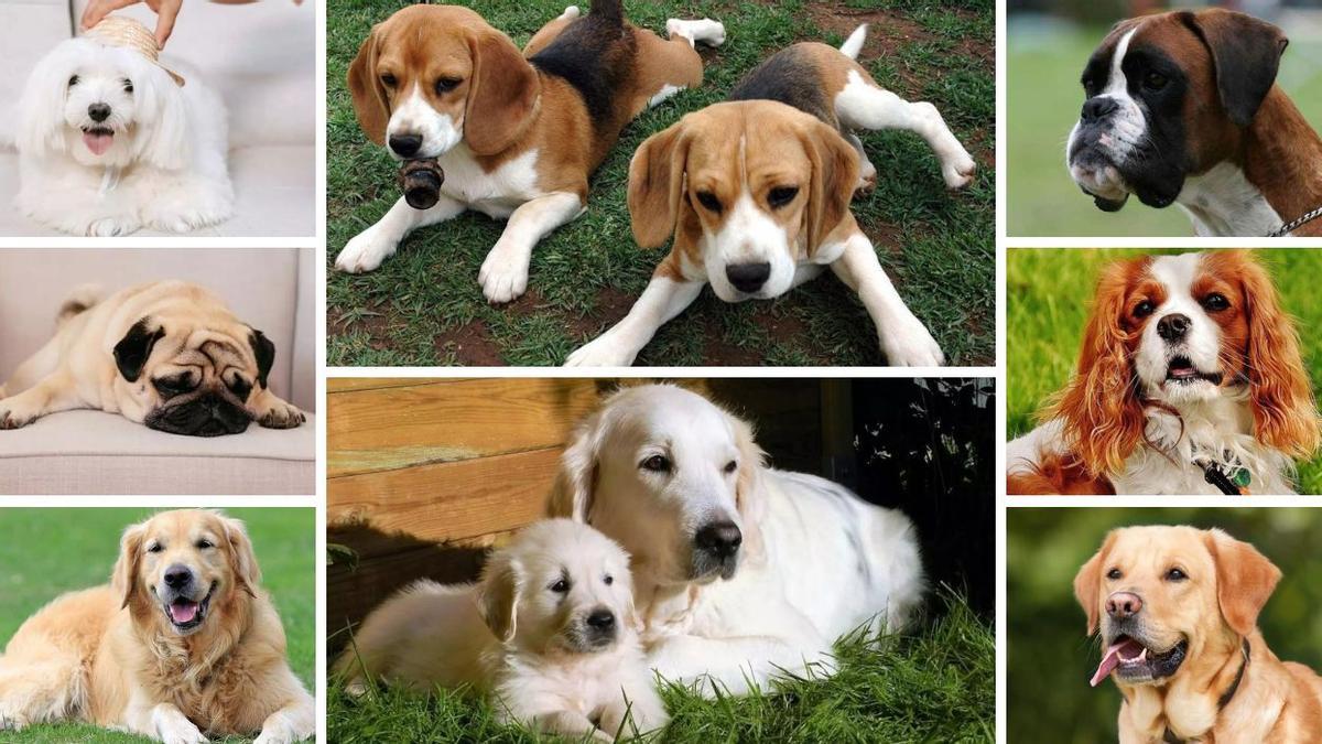 Elenco de razas más cariñosas, potencialmente.