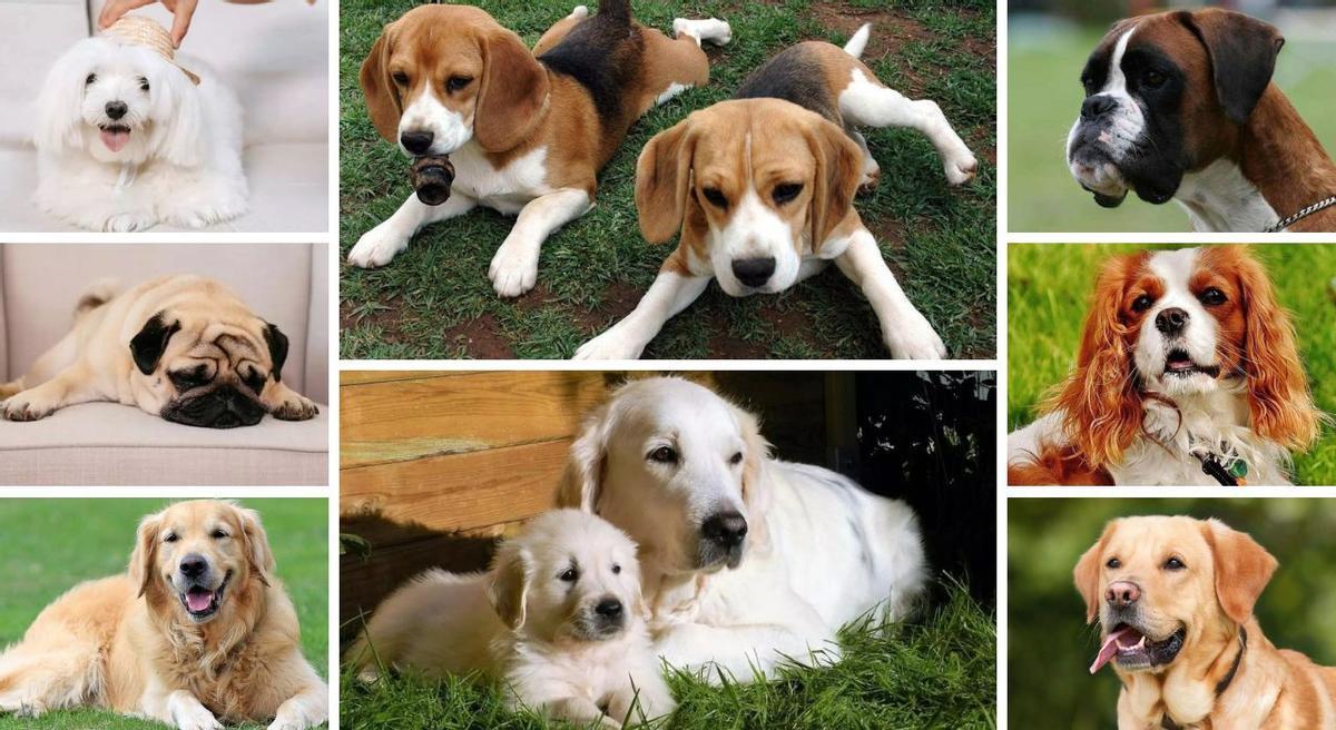 Elenco de razas más cariñosas, potencialmente.