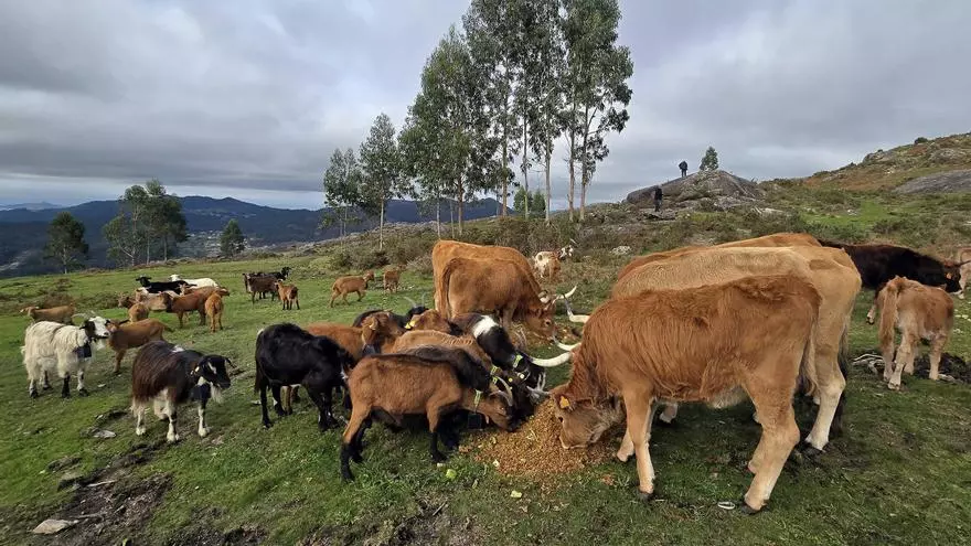 Vincios funda unha asociación para impulsar a cría extensiva de razas autóctonas como ferramente de conservación do territorio forestal