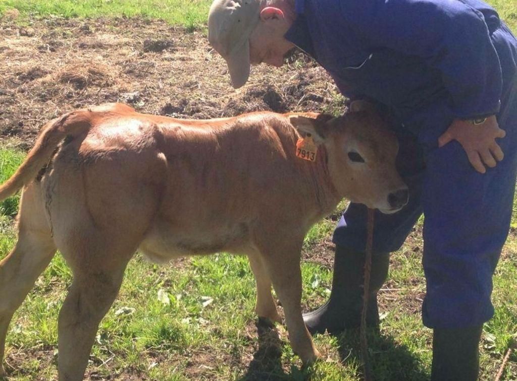 Manuel Velasco, padre de Lucía, con la vaca “Cereza” de pequeña