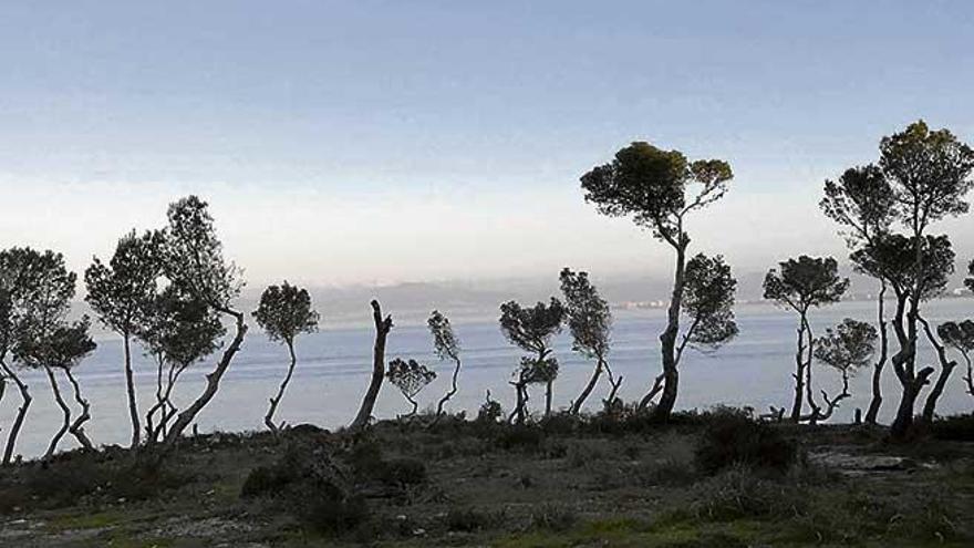 Los terrenos afectados por la tala ilegal de más de 50 pinos en la urbanización de Son Verí Nou.