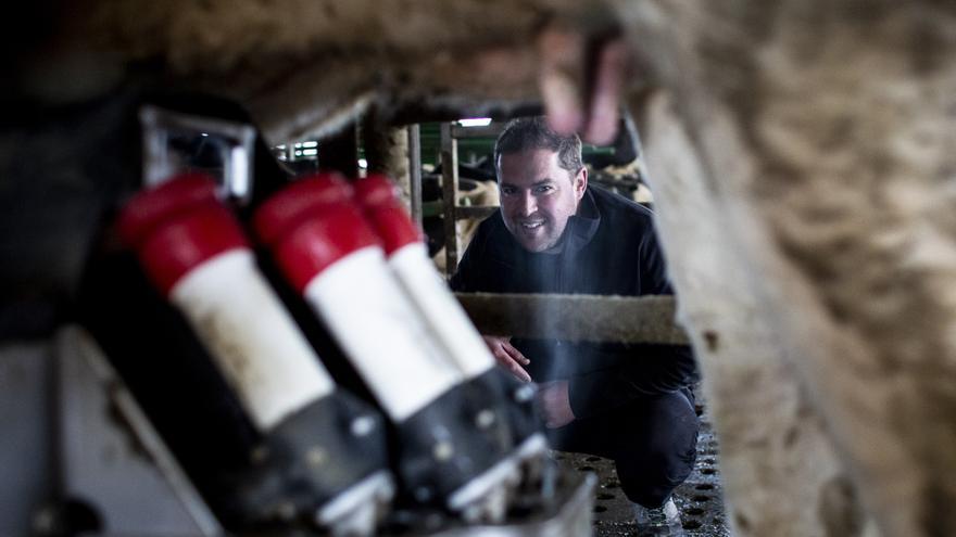 Las vacas que duermen en colchones de látex: bienvenidos al primer hotel de cinco estrellas para frisonas