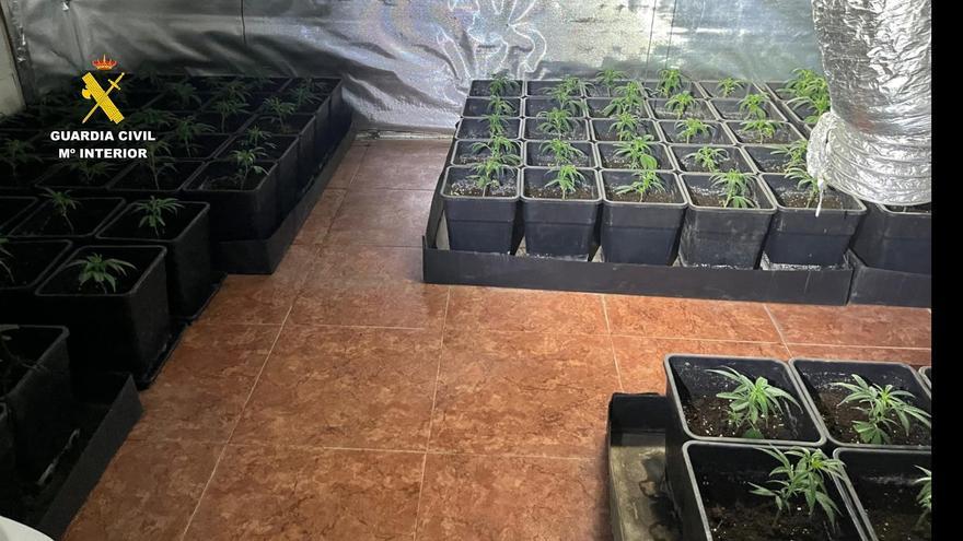 Dos detenidos por el cultivo de marihuana en el interior de una vivienda en La Campana