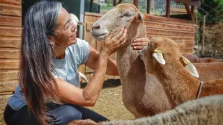 Amadrinar ovejas autóctonas para salvarlas de una extinción segura