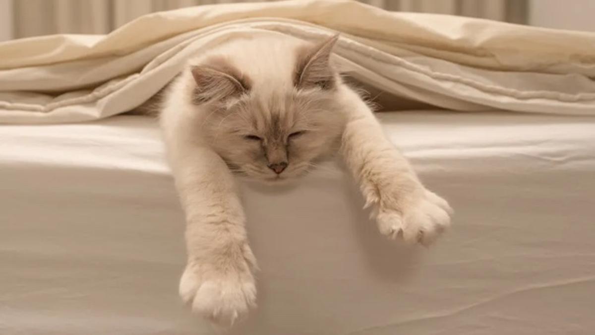 Gatos y Sueño | Cuántas horas duermen los animales domésticos
