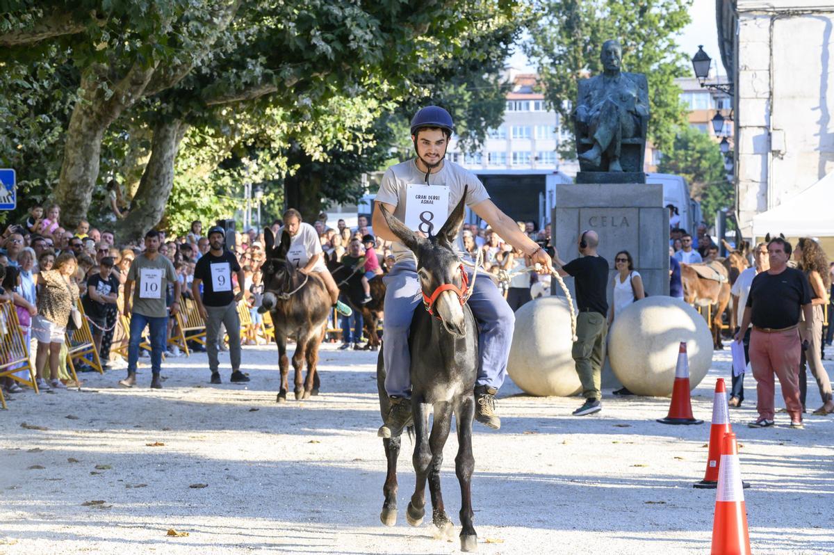 Un momento do Gran Derbi Asnal de Padrón.