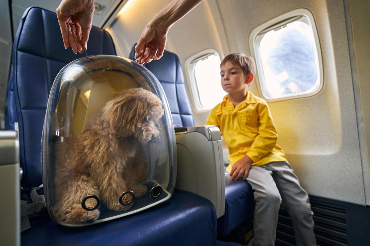 Un perro con su transportín en la cabina de un avión.