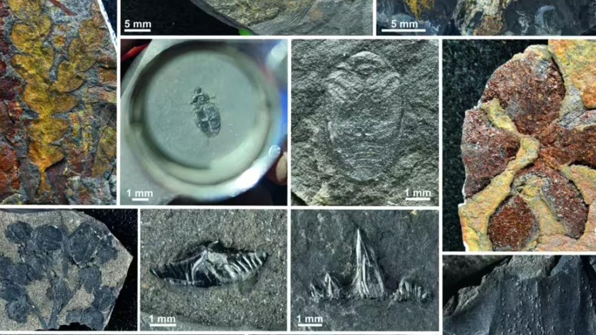 Restos fósiles seleccionados recuperados en este estudio, que revelan tanto una notable diversidad como una preservación excepcional.