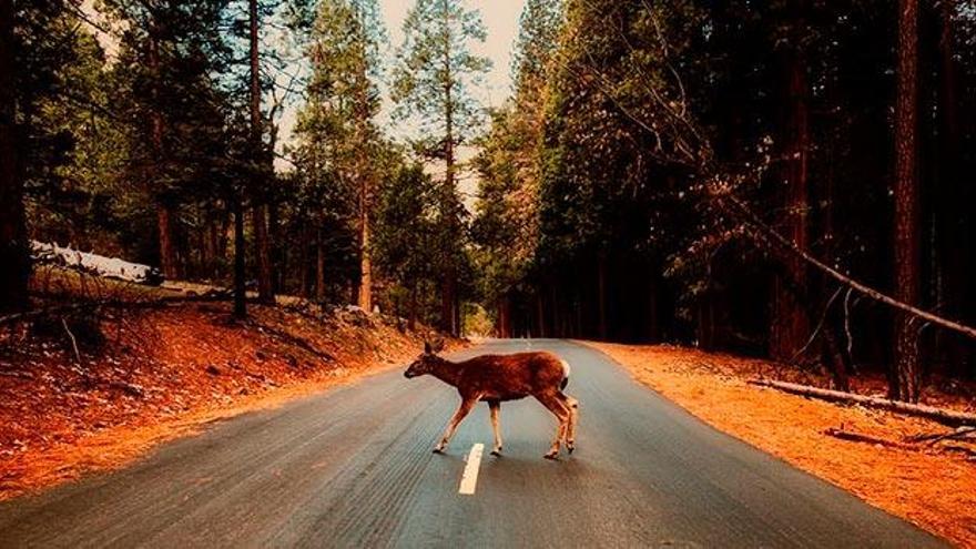 ¿Qué animales son los más atropellados en España?