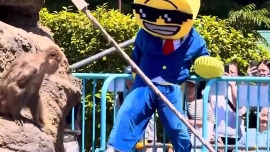 Del meme al zoológico: la locura de las memecoins llega al mono viral “Punch” y acaba con dos detenidos en Japón