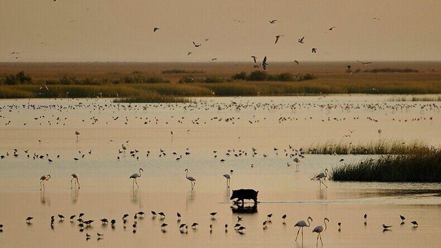 El Consejo de Doñana respalda frenar nuevos sondeos de gas en el entorno del parque natural