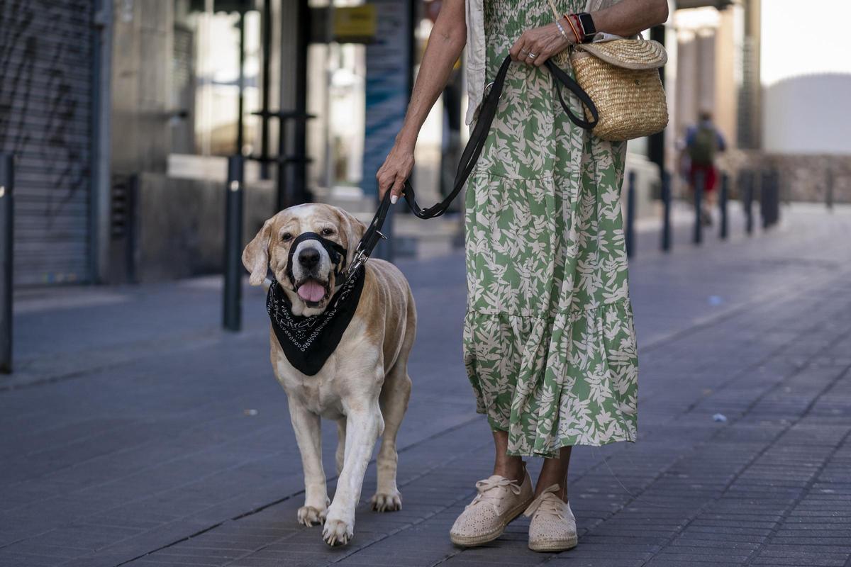 Una persona passejant el seu gos, en una imatge d'arxiu.