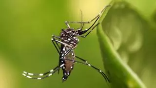 Halladas nuevas larvas del mosquito 'Aedes aegypti' en el Muelle de Santa Catalina