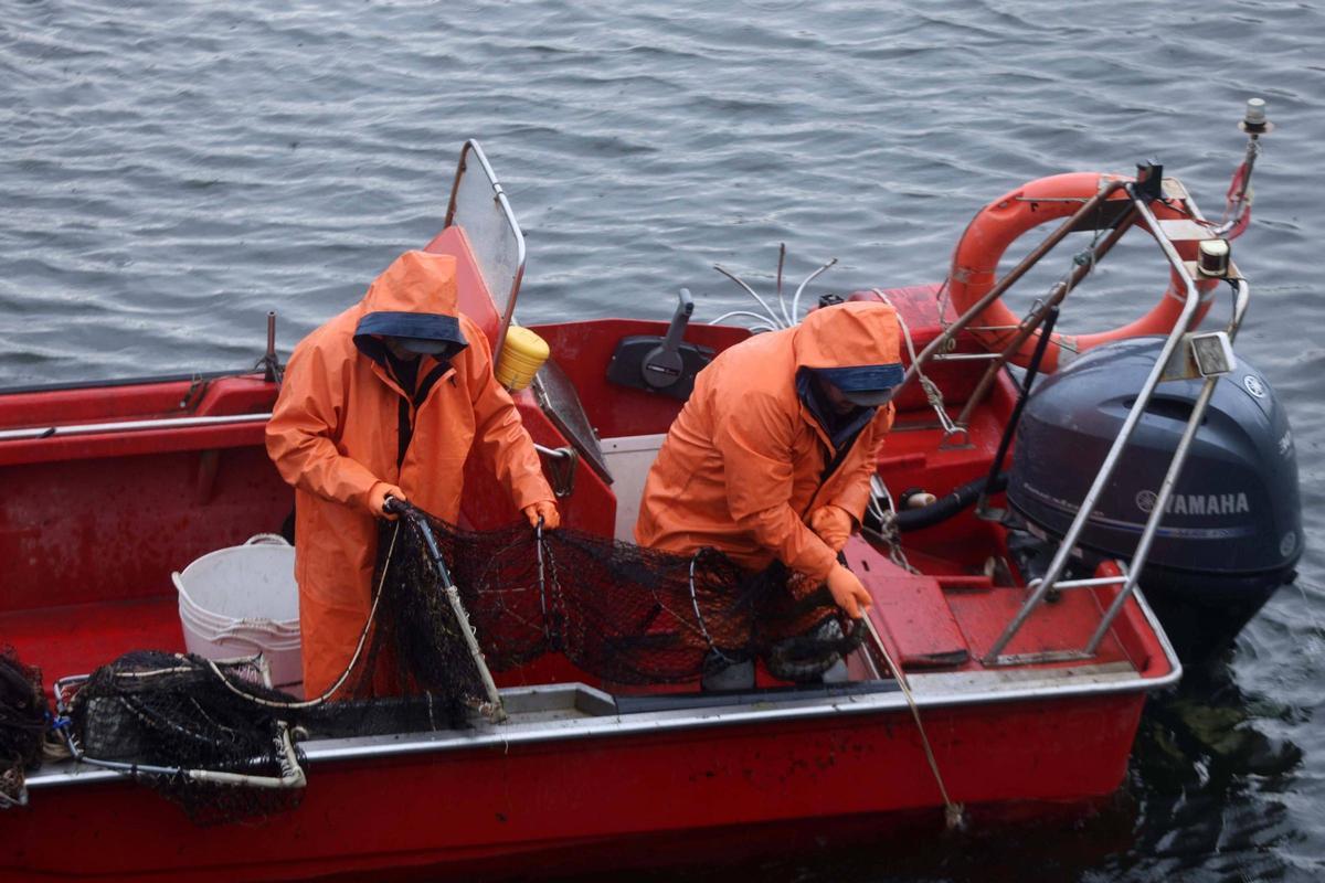 Así se pescan las primeras lampreas de la temporada.