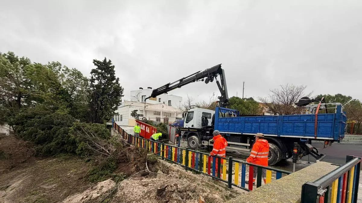 Árboles caídos en el colegio El Carmen de Lucena durante el tren de borrascas.