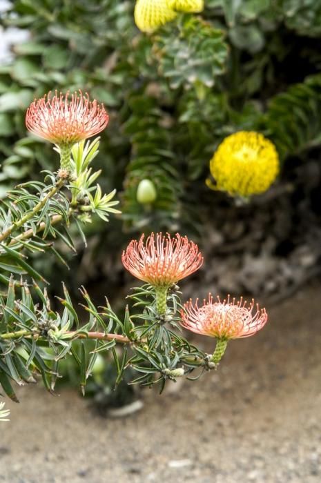 Plantación de proteas