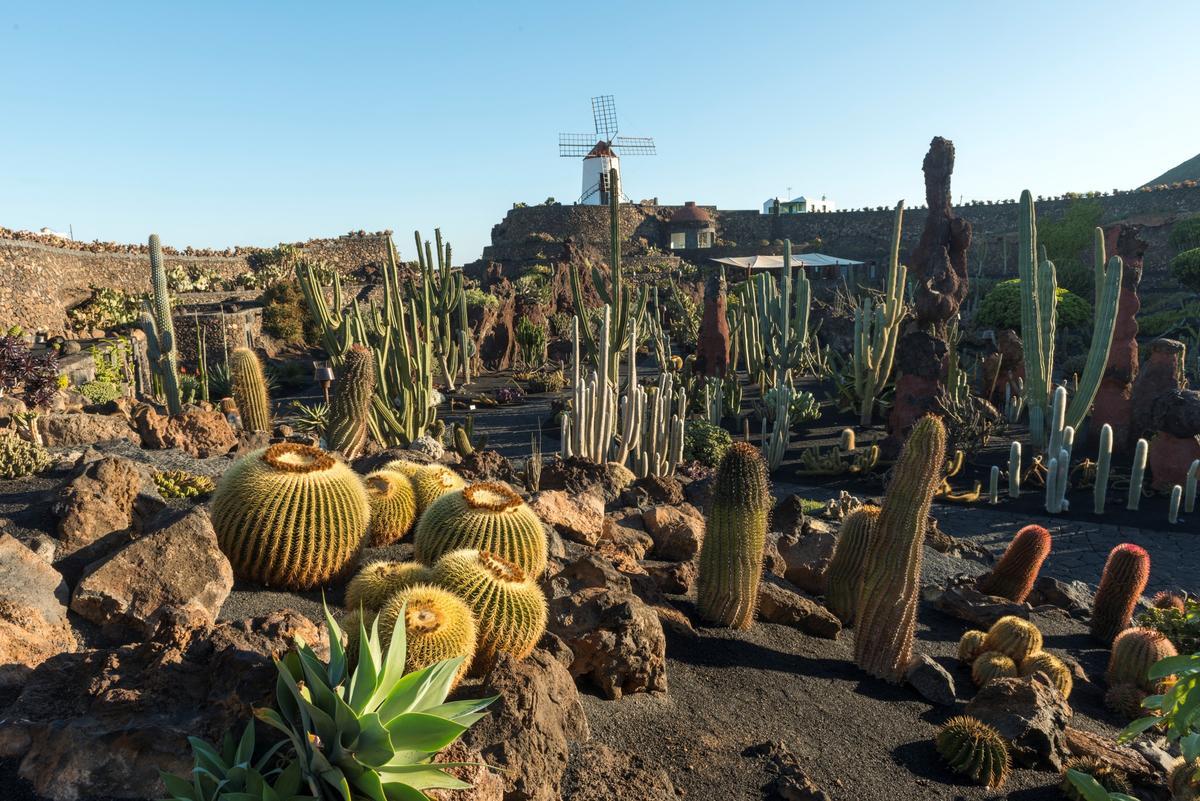 Vista general del Jardín de Cactus.