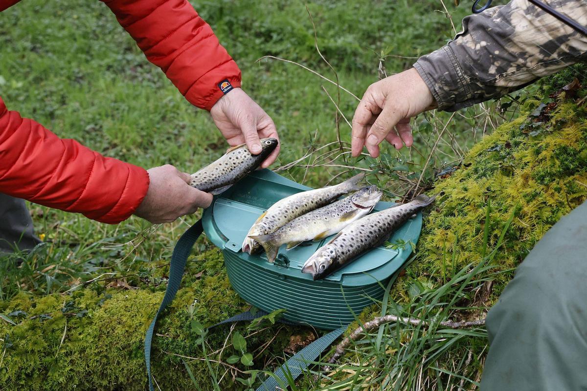 La pesca fluvial en Galicia arranca con 48.500 licencias en vigor