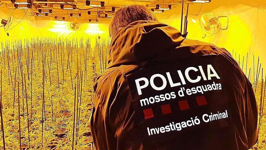 Interior de la plantació que van desfer ahir els Mossos