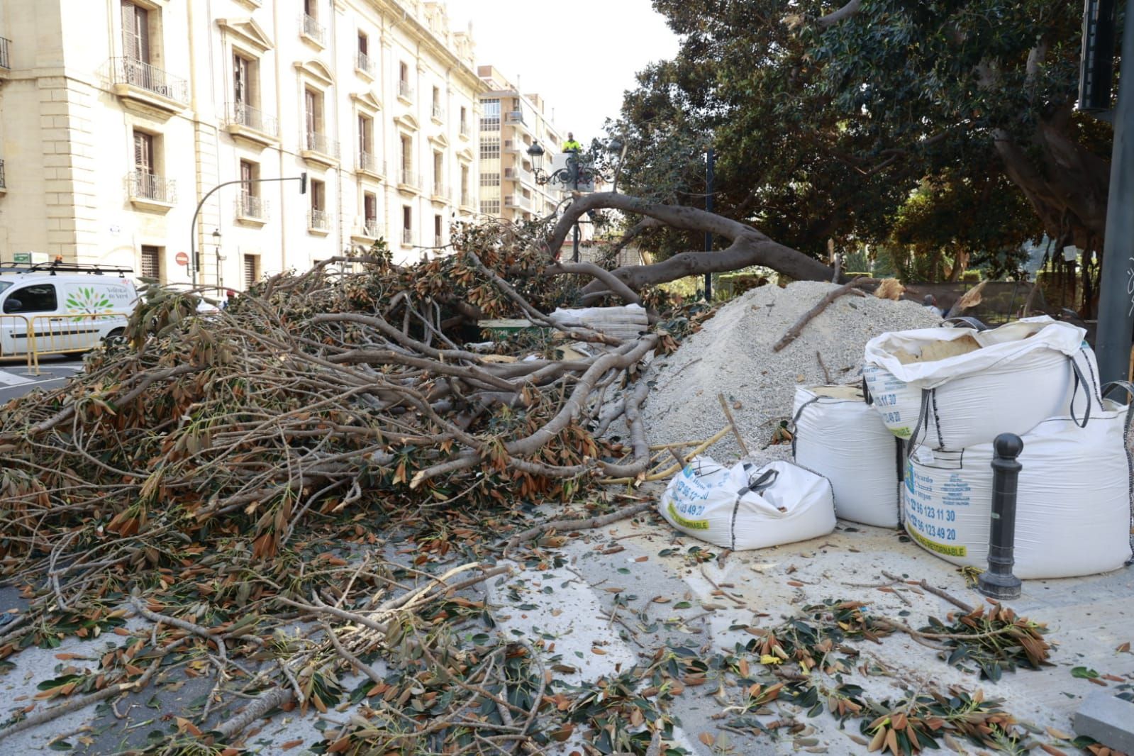 Se desploma parte de uno de los ficus centenarios del Parterre