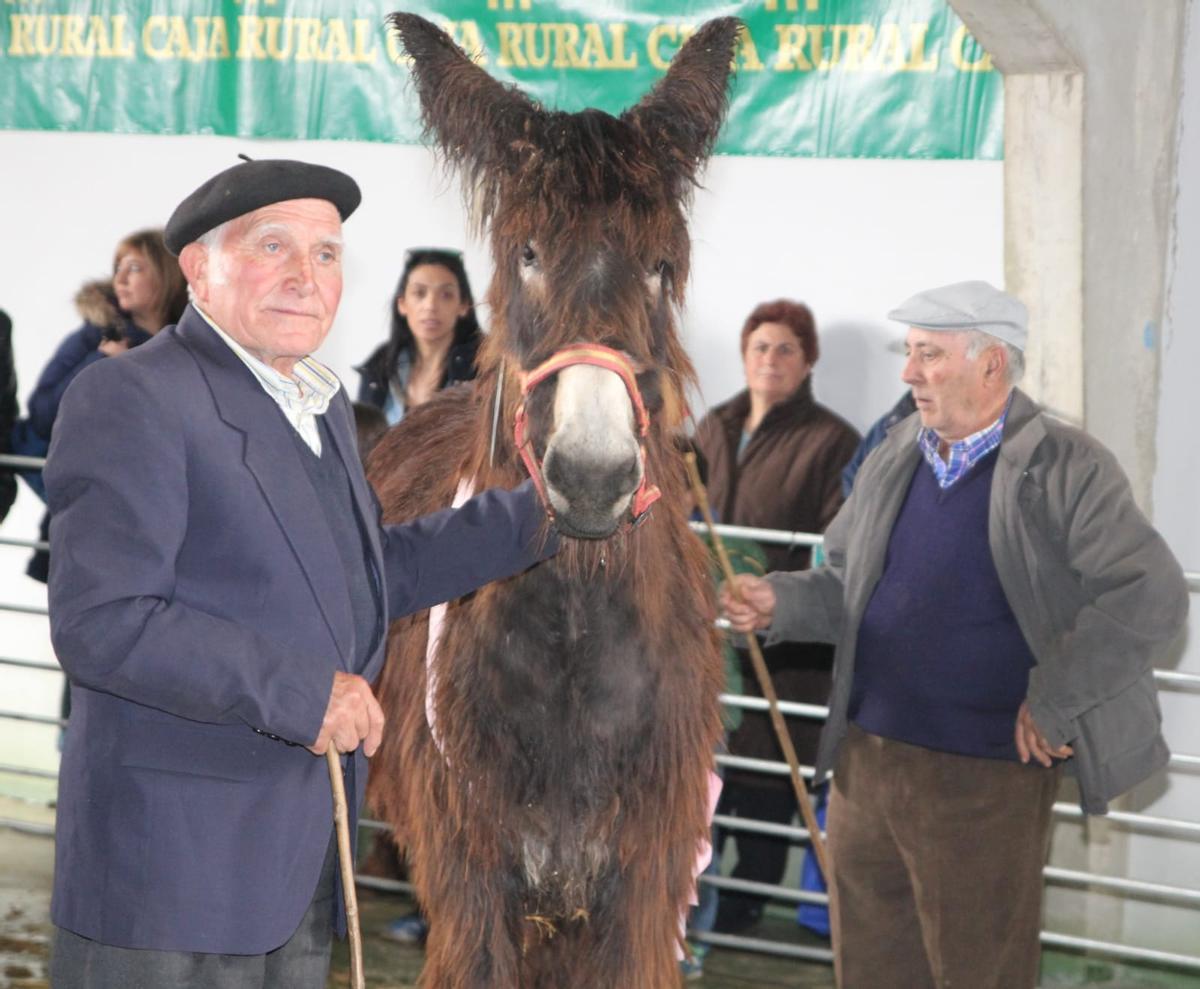 Un burro de raza zamorano-leonesa