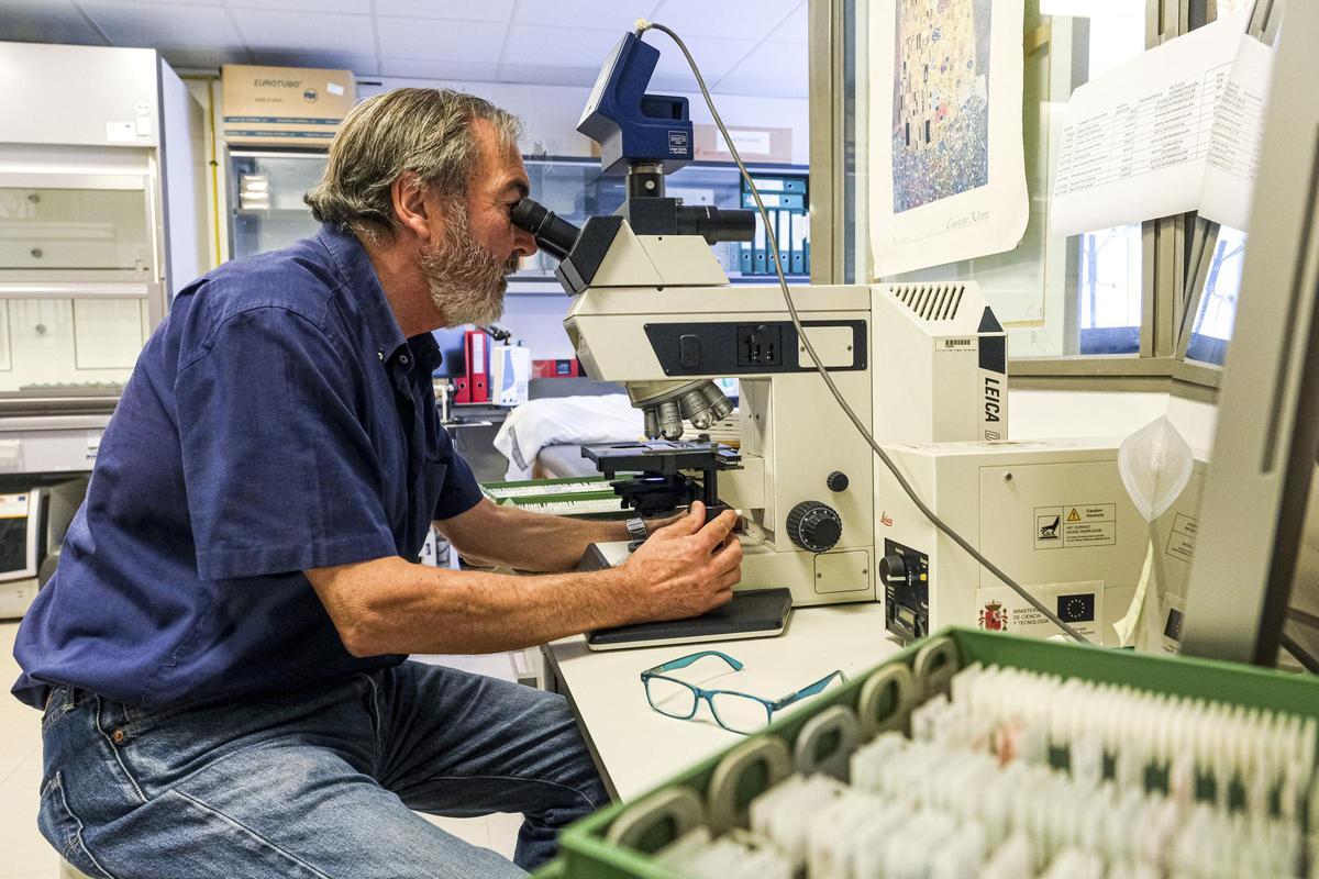 Estudios para conocer las causas del covid persistente