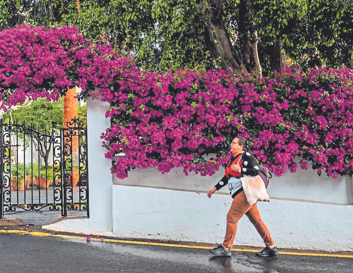 El barrio de Las Mimosas, en Santa Cruz de Tenerife, está repleto de chalets por donde pasa el personal de servicio.