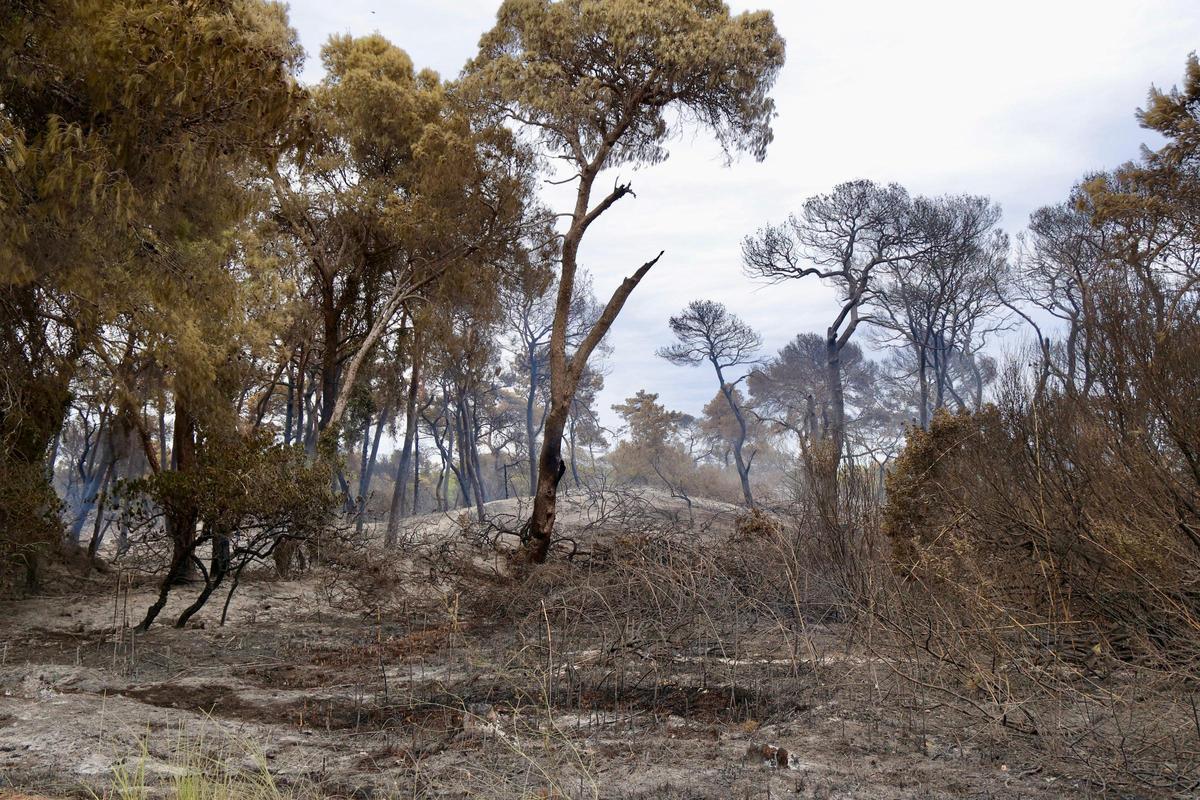 Las primeras imágenes del Saler tras el devastador incendio en la Devesa