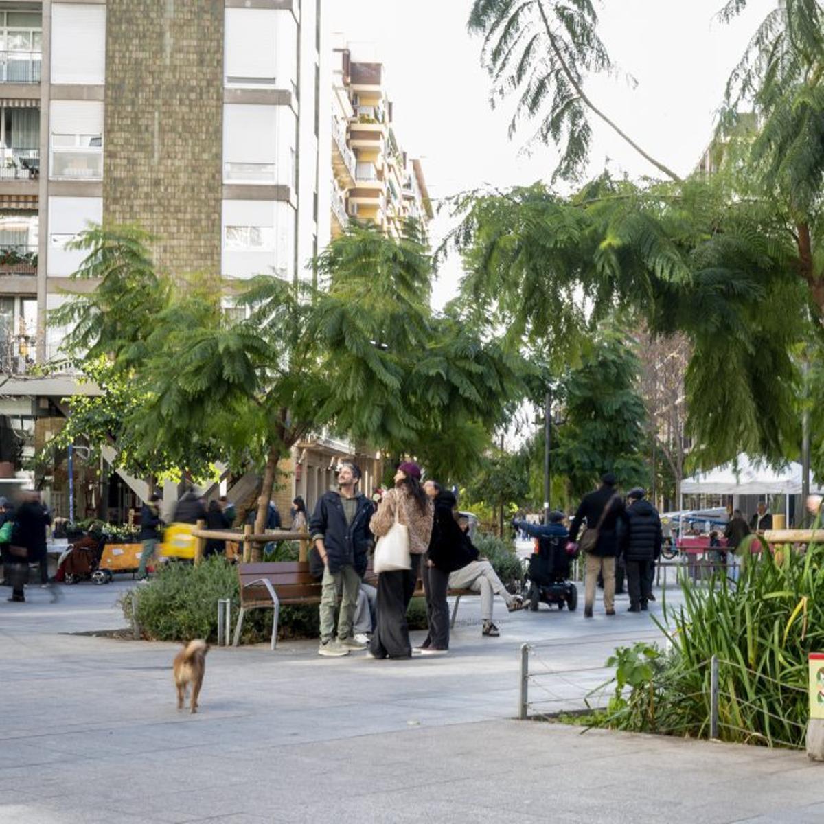 Vegetació densa a l’eix verd situat al carrer del Consell  de Cent en l’encreuament amb Comte Borrell. | JORDI COTRINA