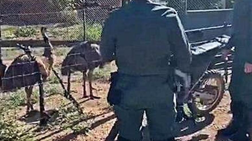 Dos agentes en el zoológico de Villafranca de los Barros.