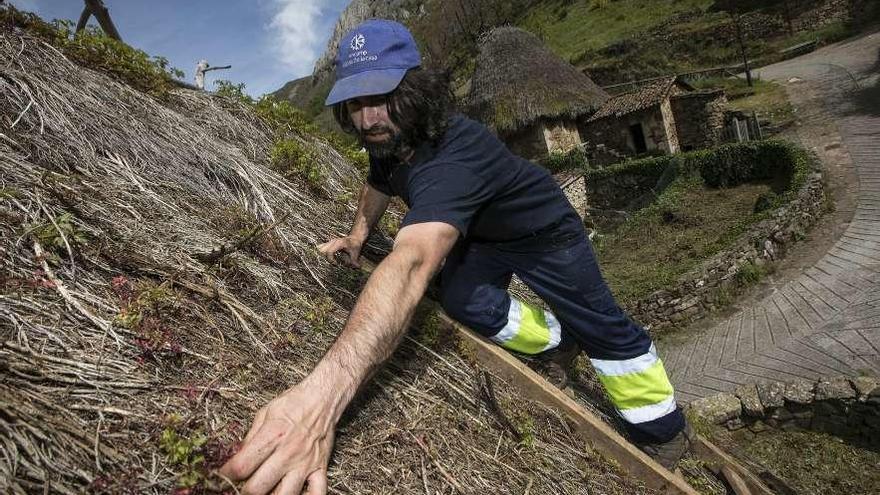 Andrés Feito, vecino de Somiedo, realiza labores de mantenimiento en una casa de teito en Veigas.