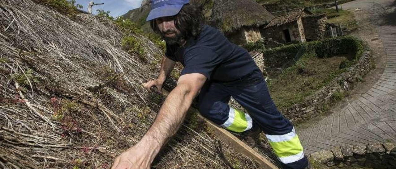 Andrés Feito, vecino de Somiedo, realiza labores de mantenimiento en una casa de teito en Veigas.