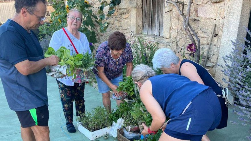 Vecinos de Brandilanes seleccionan las plantas donadas. | CEDIDA