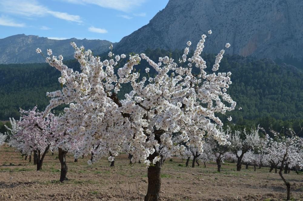 Y llegó la Floración, un manto de colores