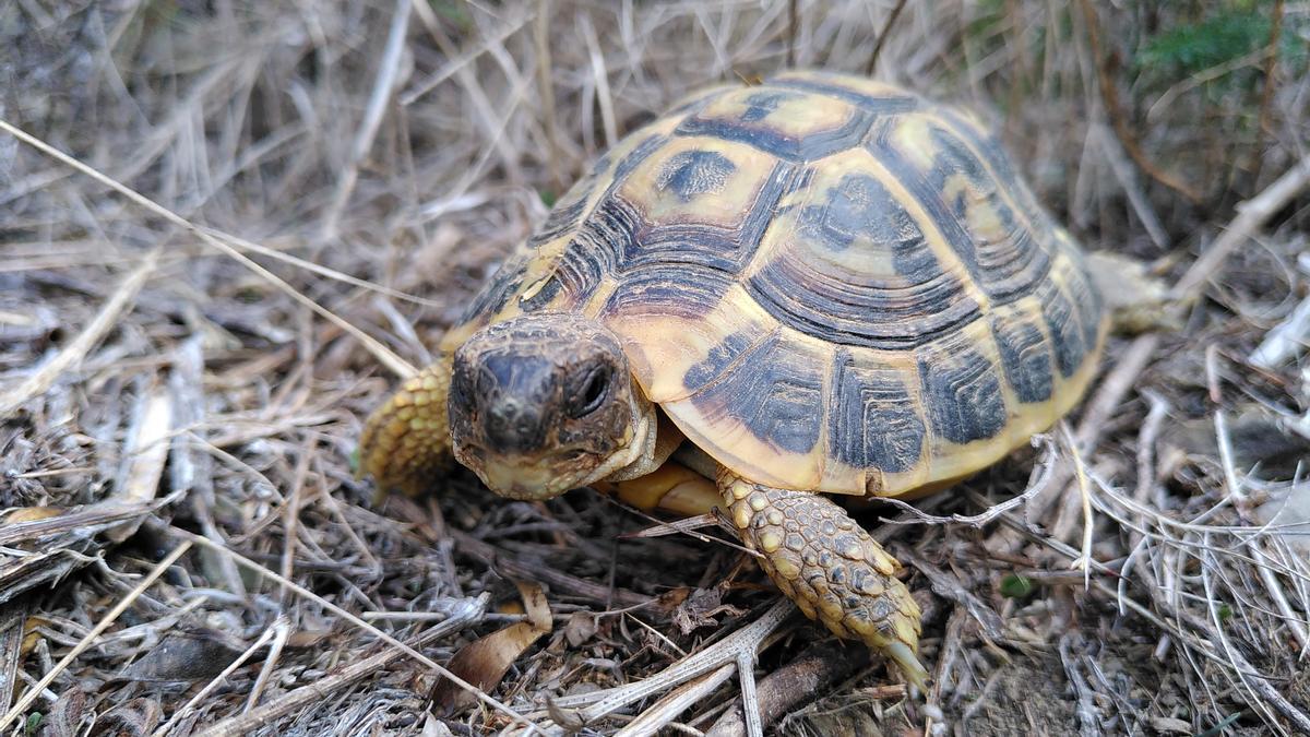 Un exemplar de tortuga mediterrània.