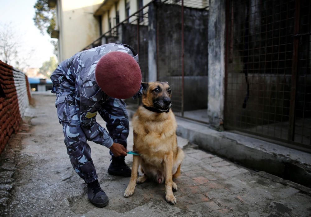 Nepal venera a los perros en el festival Tihar