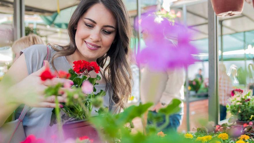 Deu plantes d’exterior resistents a la calor i el fred