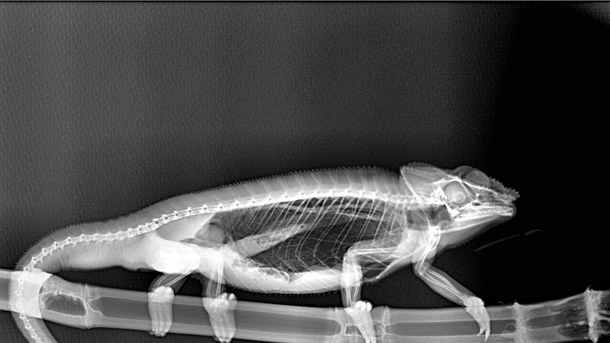 Radiografia de un camaleón.