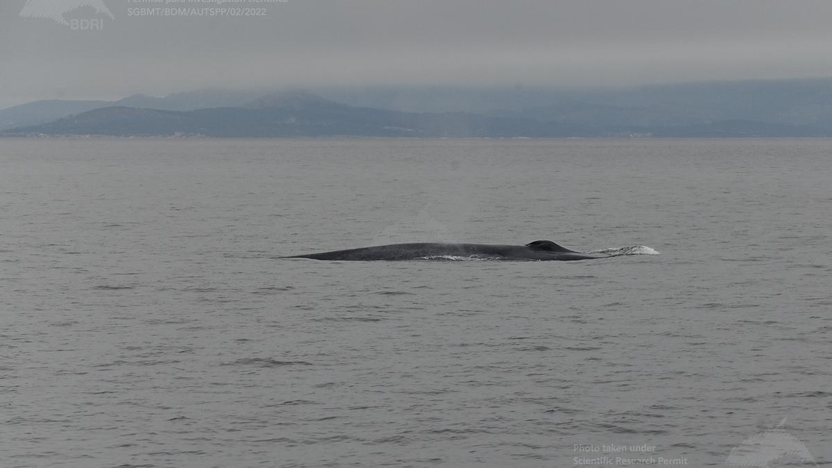 Una ballena azul frente a las Rías Baixas, esta mañana.