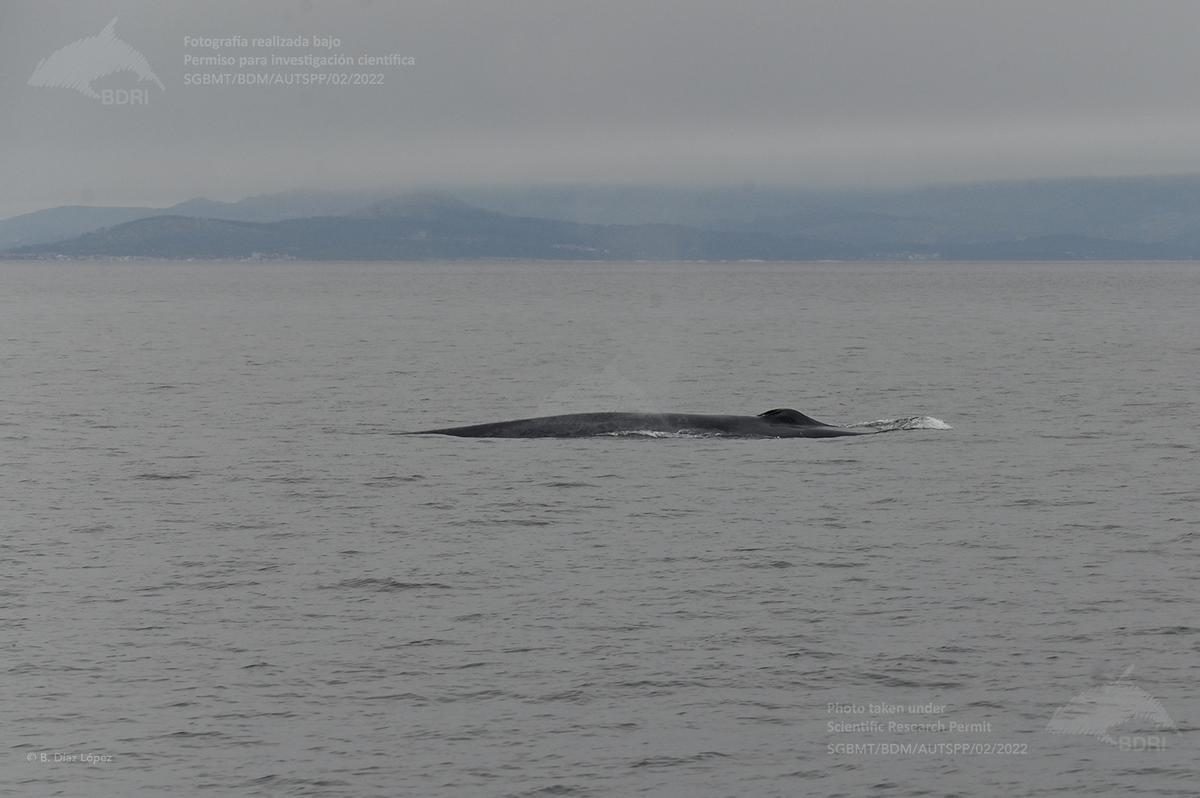Una ballena azul frente a las Rías Baixas, esta mañaña.