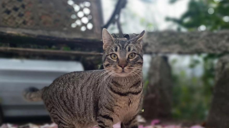 Difusión Felina denuncia un intento de envenenamiento de las colonias de gatos en Lérez