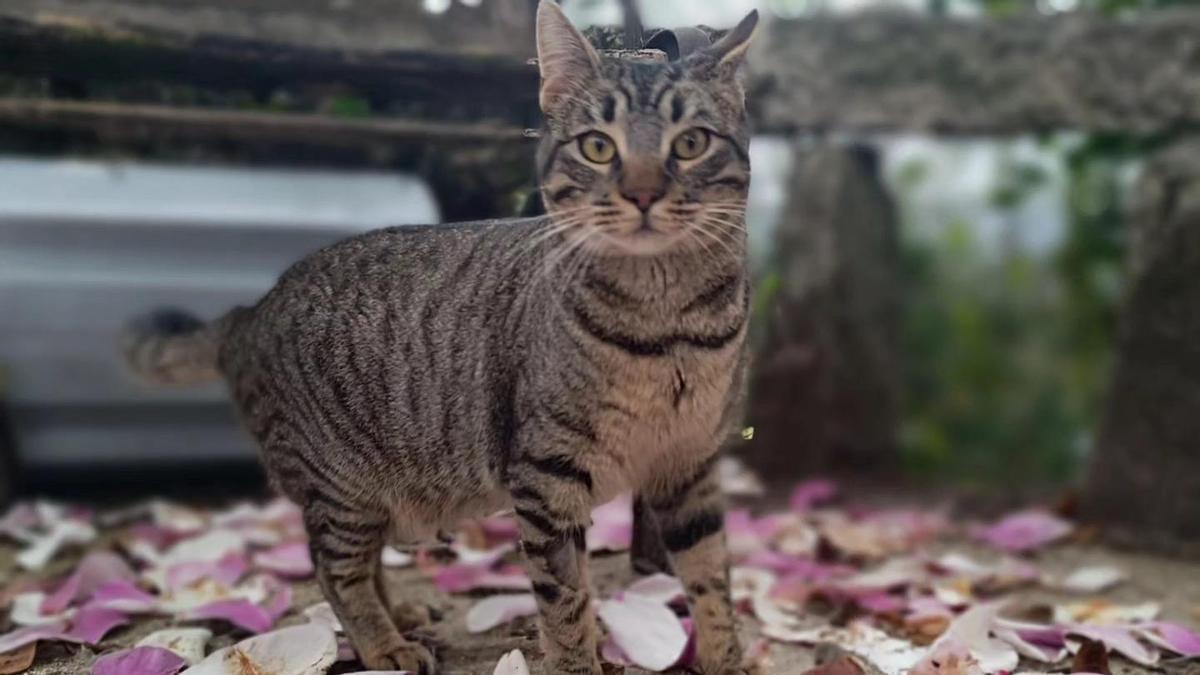 Rayuelo es un gato de un año que está en adopción a través de Difusión Felina.