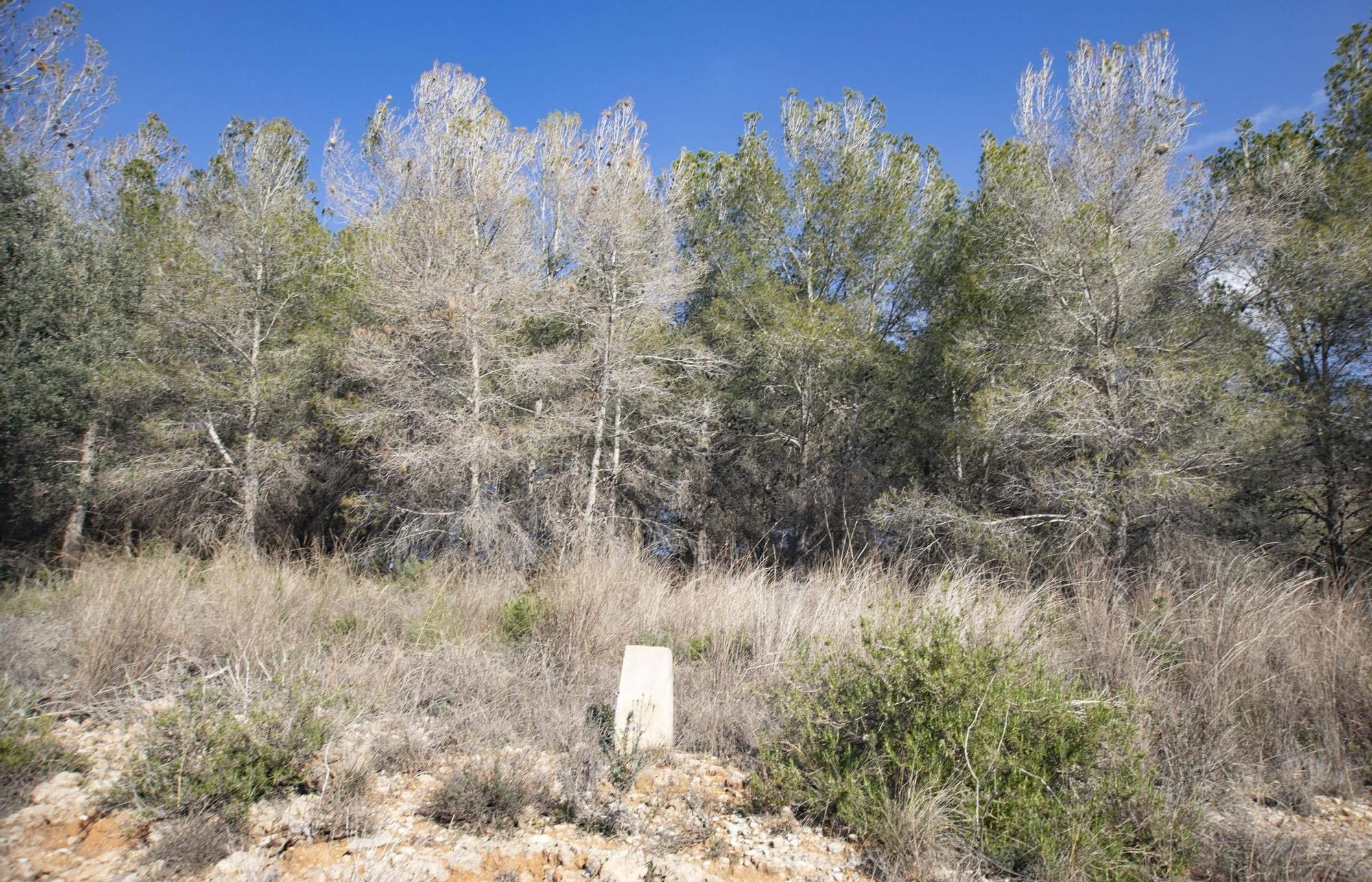 La procesionaria, una plaga que se expande en las zonas naturales