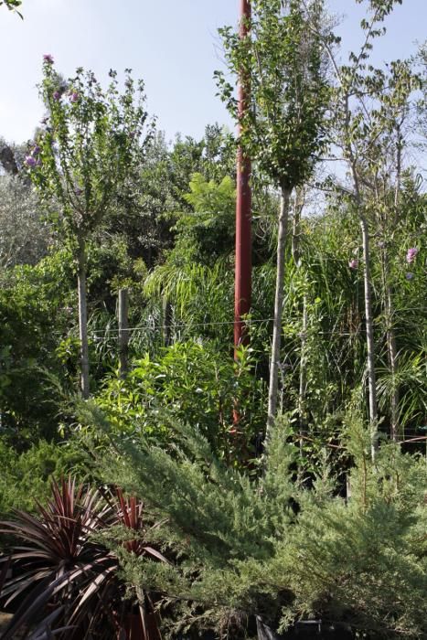 Mallorcas Gärtnereien: Bei „Jardins de Tramuntana“ sehen Besucher, welche Pﬂanzen auf der Insel gut gedeihen und wie viel Gestaltung möglich ist
