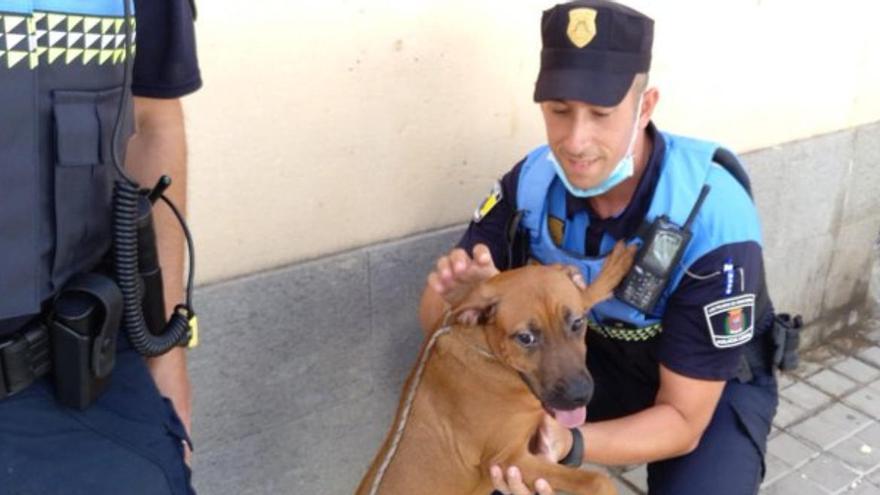 Tiran a un perro a un contenedor de Las Palmas de Gran Canaria