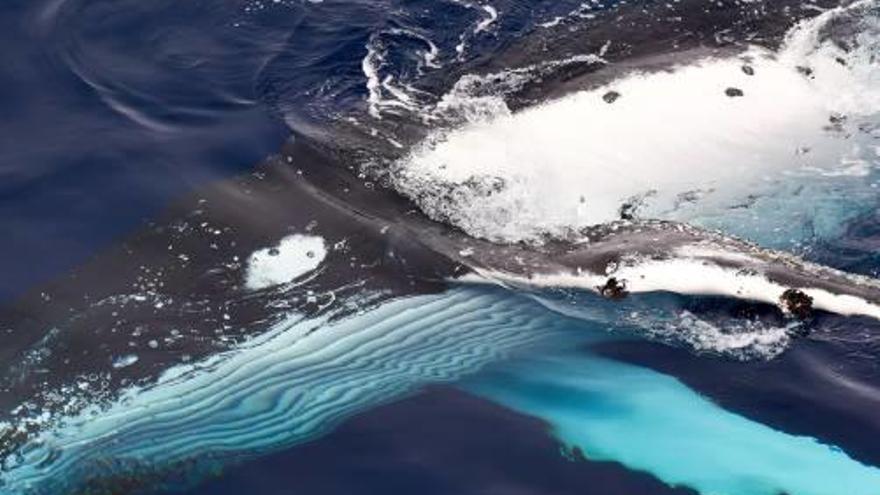 Balena fotografiada pel CSIRO.