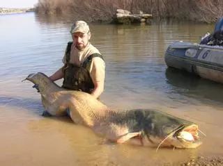 El siluro, pez gigante invasor, a las puertas de Doñana