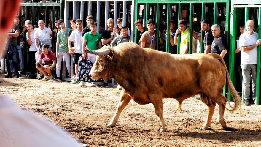 MACROGALERÍA DE FOTOS: Búscate en el encierro y los primeros &#039;bous&#039; de las fiestas de Almassora