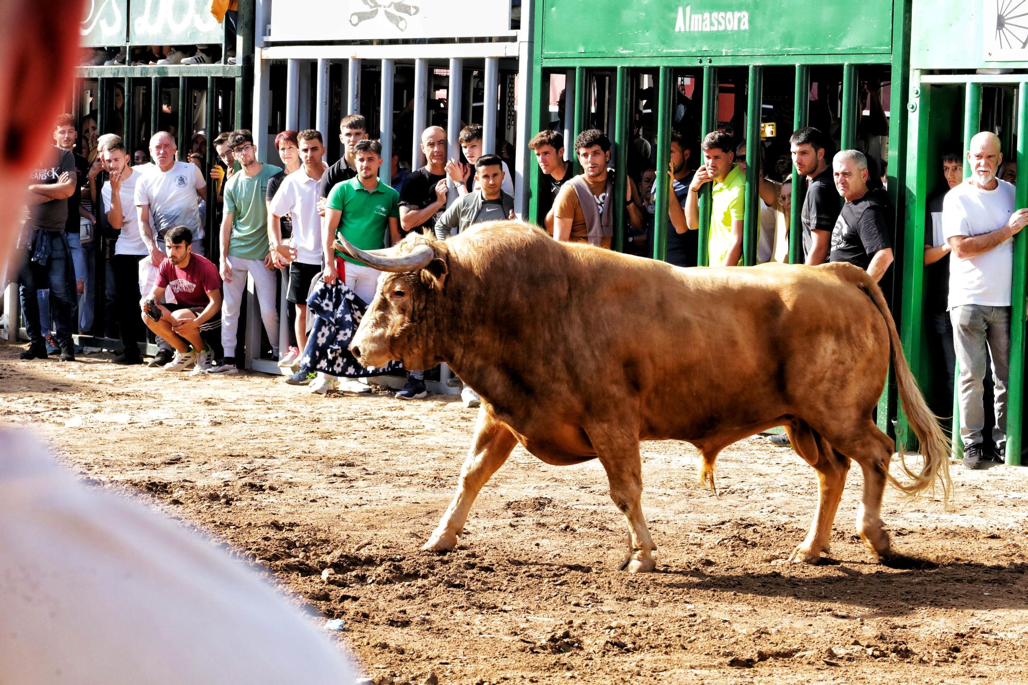 MACROGALERÍA DE FOTOS: Búscate en el encierro y los primeros 'bous' de las fiestas de Almassora